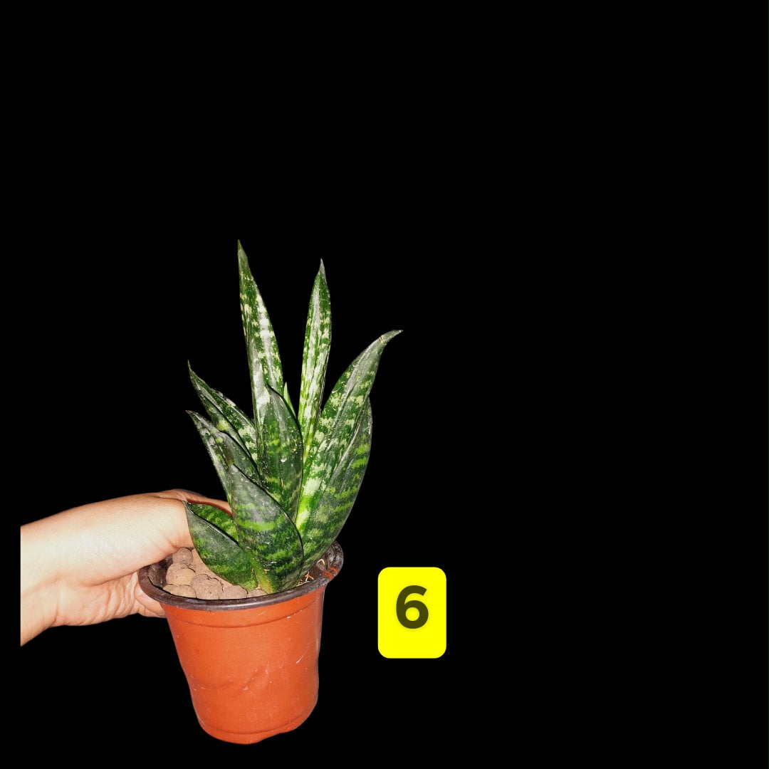 Hahnii Gaster Sansevieria Hahnii Gaster Sansevieria Indoor Plant Seeds -  Lazada | Lazada PH