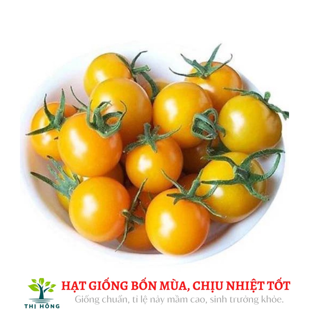 Hạt giống cà chua bi quả vàng (quả vàng mọng, ăn ngon, ngọt).
