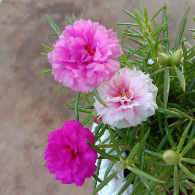 Vietnam Rose Triple Petals Live Plants With Roots And Soil Super Lush Hindi Po Cuttings May Ugat Na Po Perfect For Garden Real Plants Not Seeds Outdoor Indoor Rare Hanging Vines By Artisan08 Luzon Area Lazada Ph