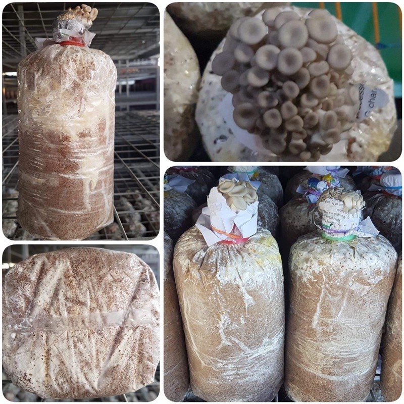 WHITE OYSTER MUSHROOM FRUITING BAG Lazada PH