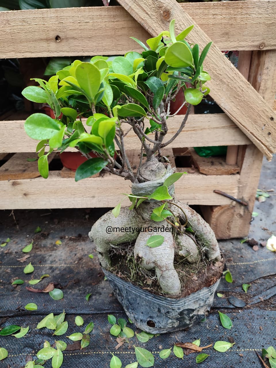 Bonsai Ficus Elastica Ginseng with FREE white plastic pot, pebbles and