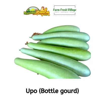 FARM FRESH VILLAGE -Upo (Bottle Gourd) per piece (approx. 1.3 - 1.7 kg)