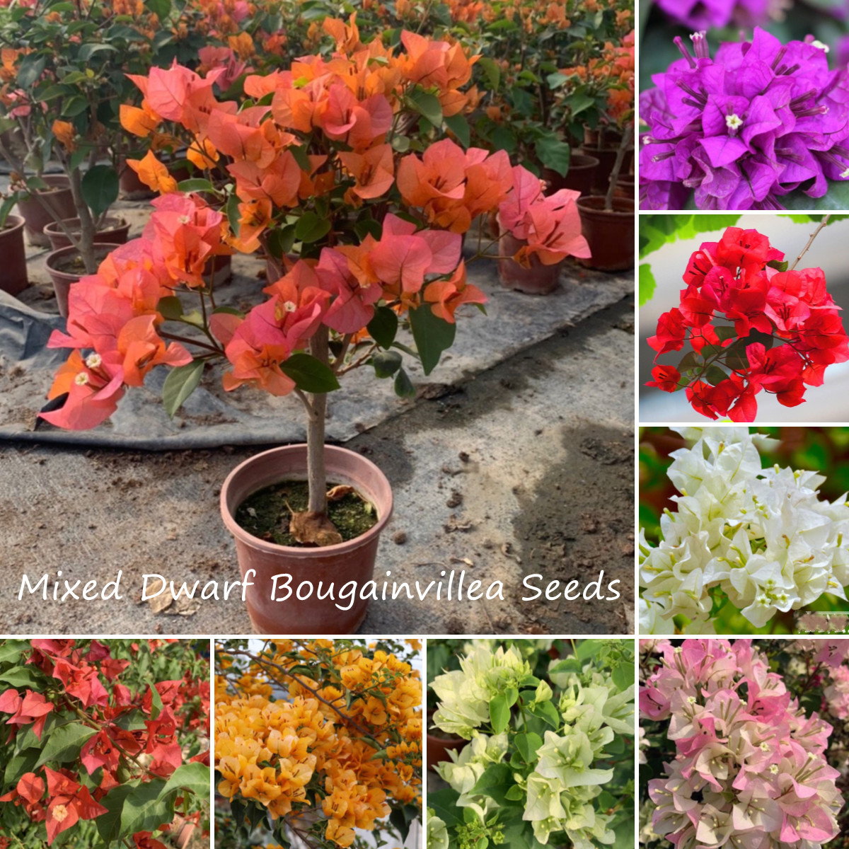100 Seeds Dwarf Bougainvillea Seeds for Planting Bougainvillea