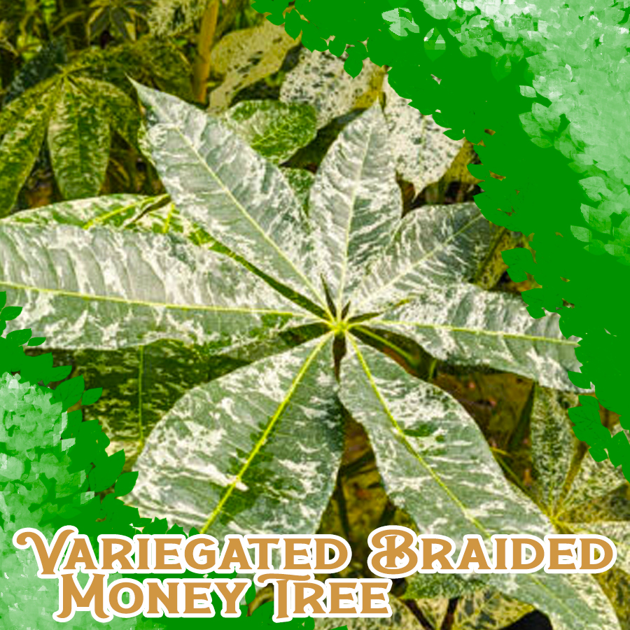 variegated-money-tree-money-tree-lucky-charm-money-tree-plant