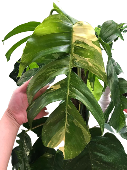 Plantarrah - New leaf! Epipremnum Pinnatum ETERNAL FLAME