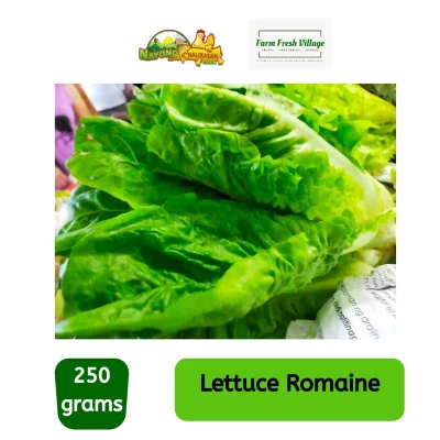 FARM FRESH VILLAGE Lettuce Romaine 250 grams