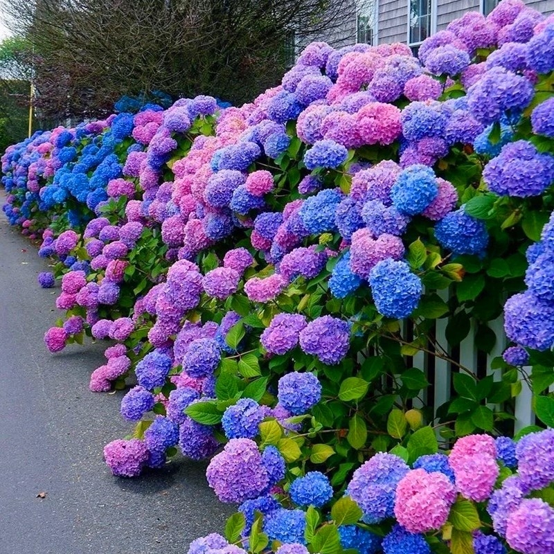 Fast Grow] Color Mixing 50pcs/bag Hydrangea Flower Seeds Hydrangea Plant  Bonsai Seeds for Planting Flowers Plant Seeds Ornamental Plants Fast  Germination Live Plants Air Plants for Sale Rare Flowering Seeds Vegetable  Garden