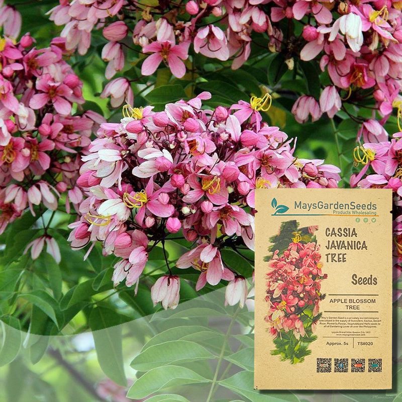 Cassia Javanica Seeds Apple Blossom Seeds Tree Seeds020 Lazada Ph