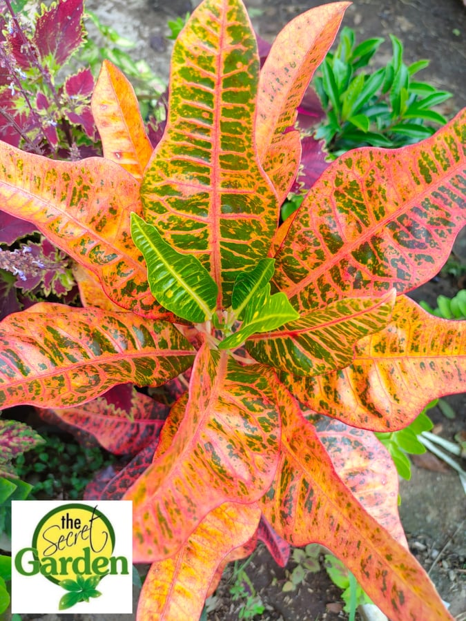 Croton Orange Airplane (Rare Croton) 1 stock with FREE plastic pot