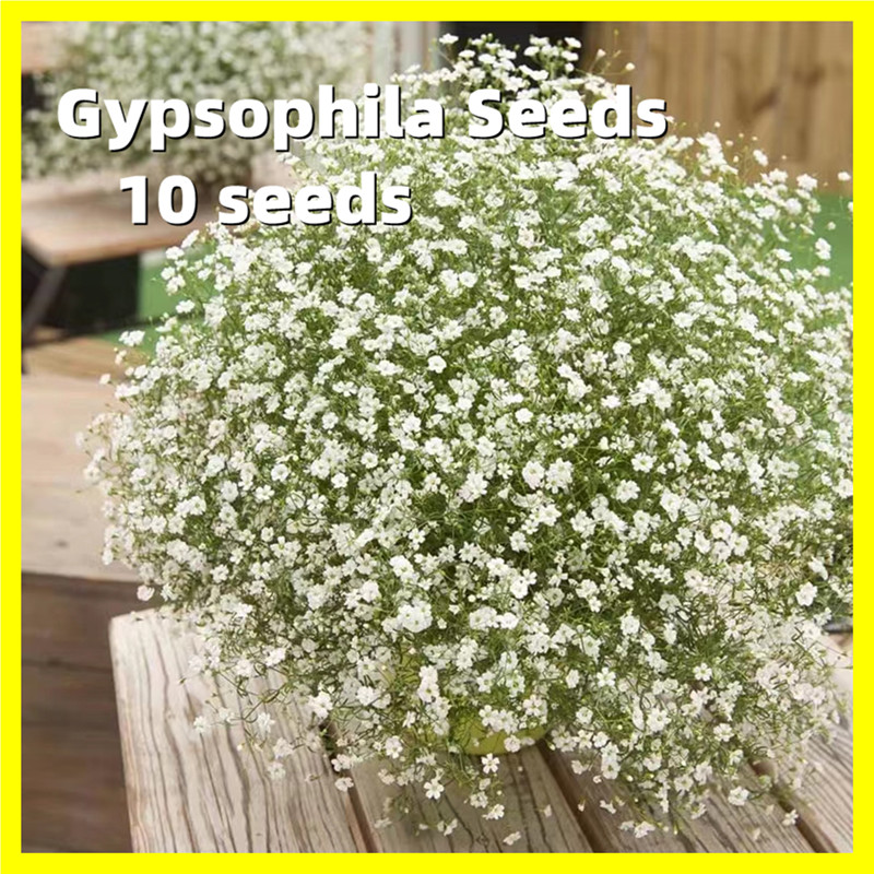 White Gypsophila Seed 白色满天星 10 Seeds High Germination Gypsophila