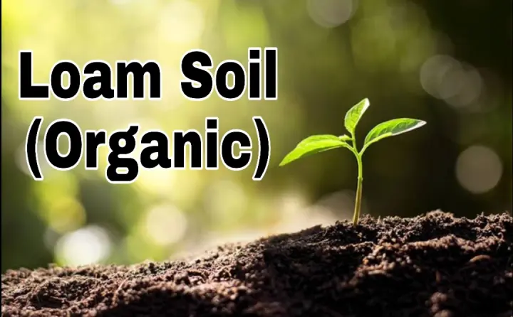 Organic Loam Soil Buy 1 Kilo Free 1 Kilo Lazada Ph