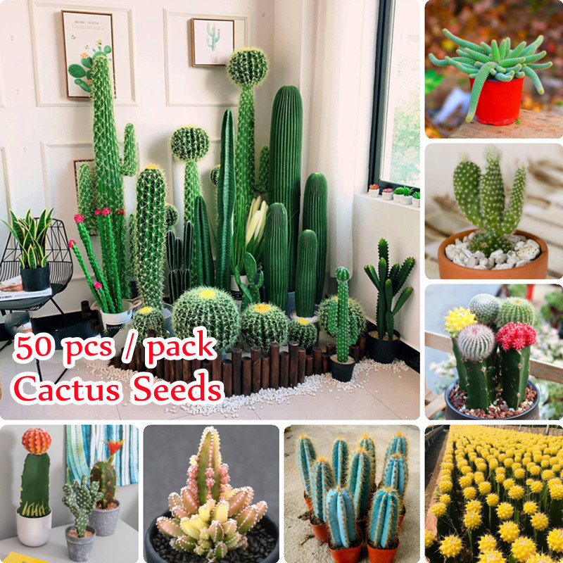 [Hot Sale] Rare Mixed Species Cactus Seeds for Planting (50 Seeds Per