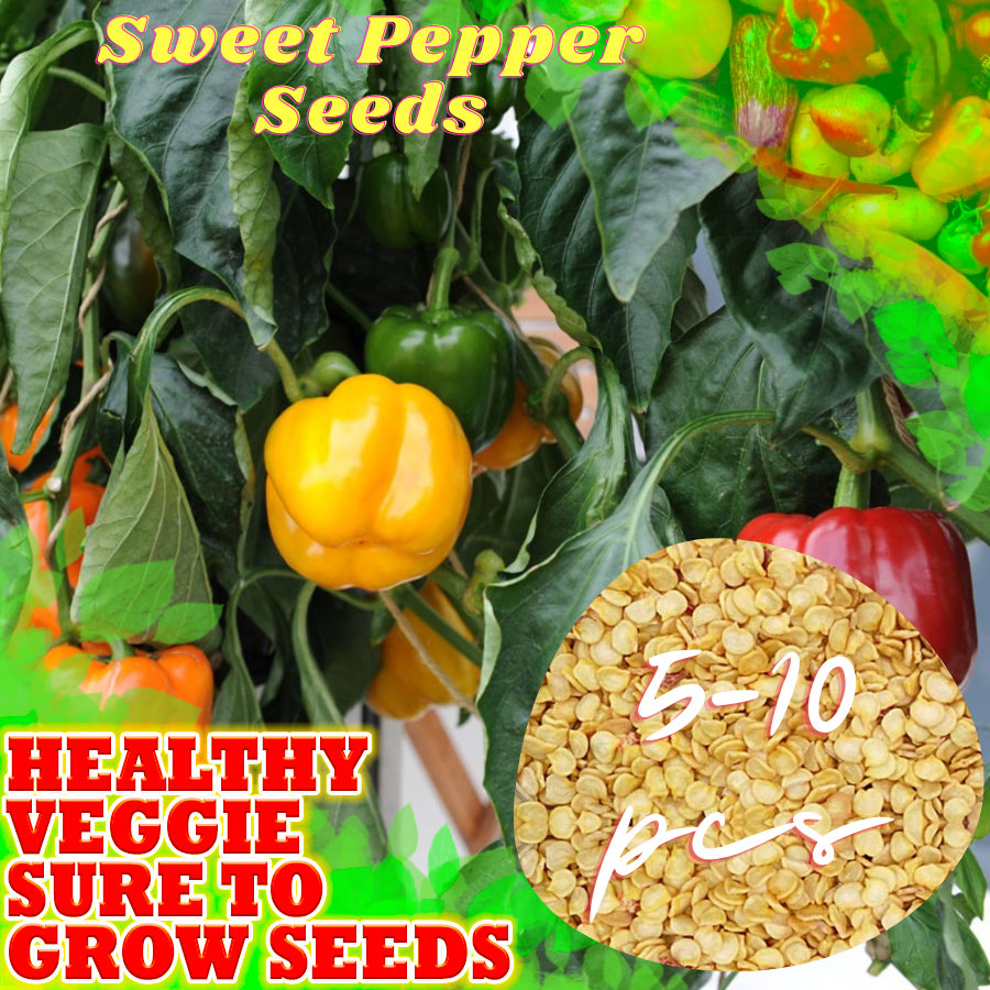 SWEET PEPPER SEEDS (510 seeds) Hybrid capsicum grow is the fruit of