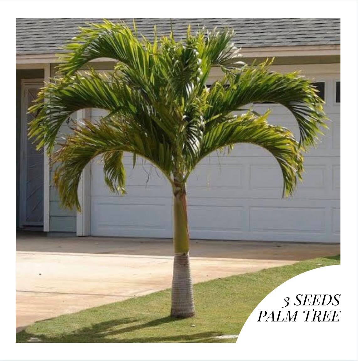 Palmera Palm Tree Outdoor Plant for Planting Garden 5 Seeds Binhi