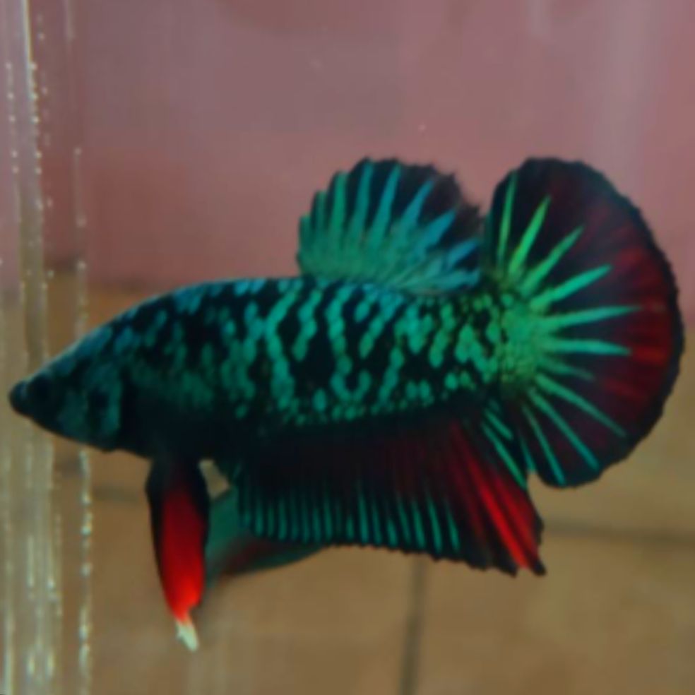 rare betta