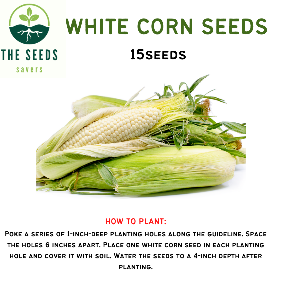 WHITE CORN SEEDS (Honey White Lagkitan) 15pcs Lazada PH
