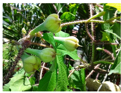 Cobra Vine Seeds 20 Seeds Buy Sell Online Plant Seeds And Bulbs With Cheap Price Lazada Ph