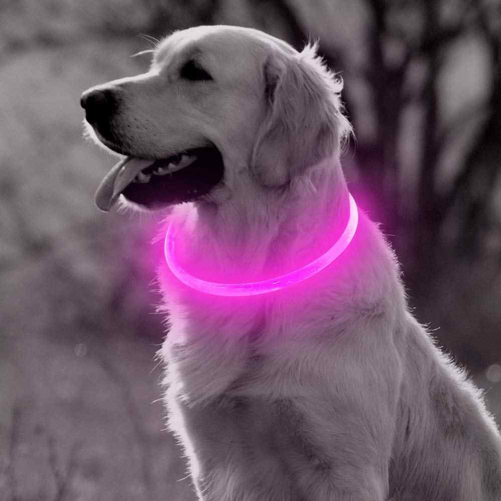 best led dog leash