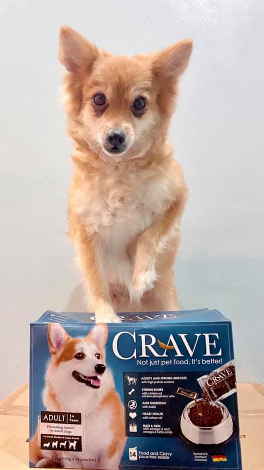 crave adult dog food