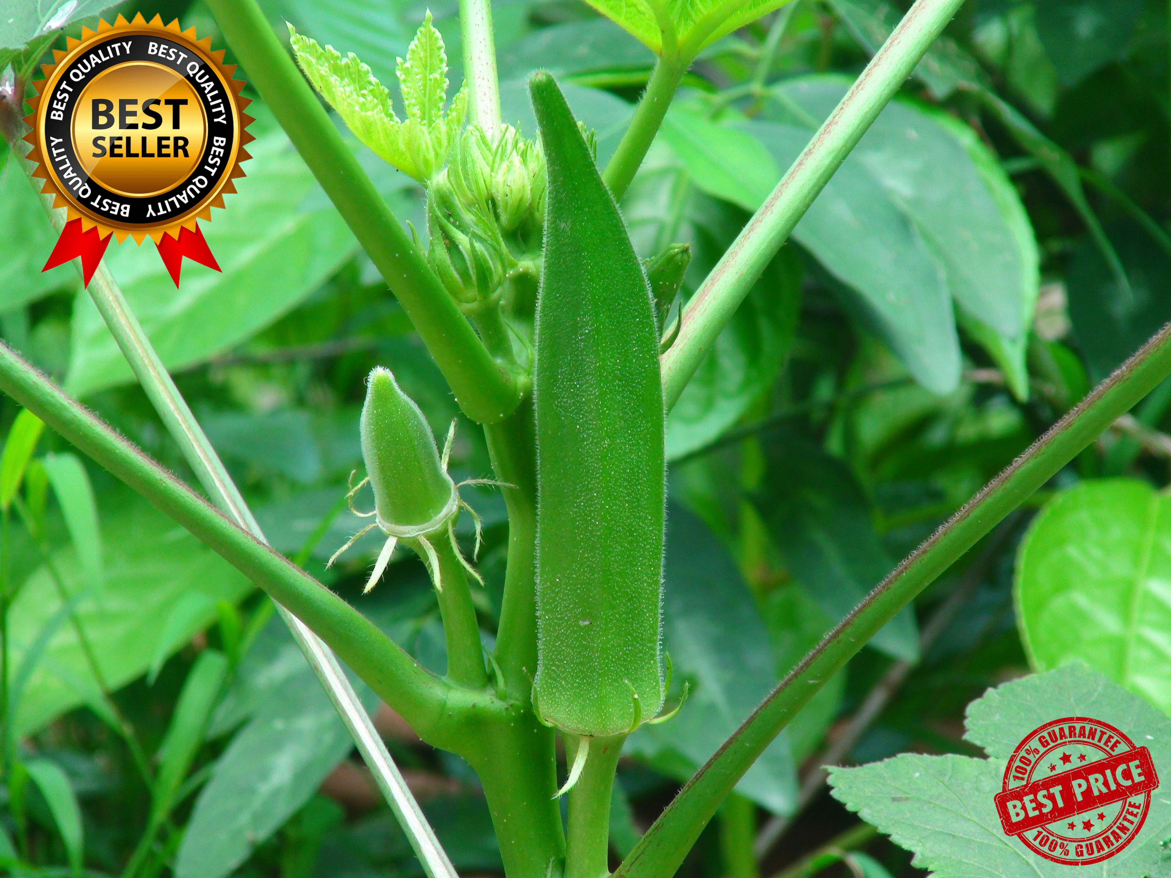 30pcs seeds HYBRID OKRA SEEDS /SMOOTH GREEN VARIETY/EASTY TO GROW