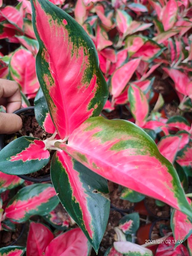 Aglaonema Suksom Jaipong (Medium Size) plastic pot, pebbles and garden