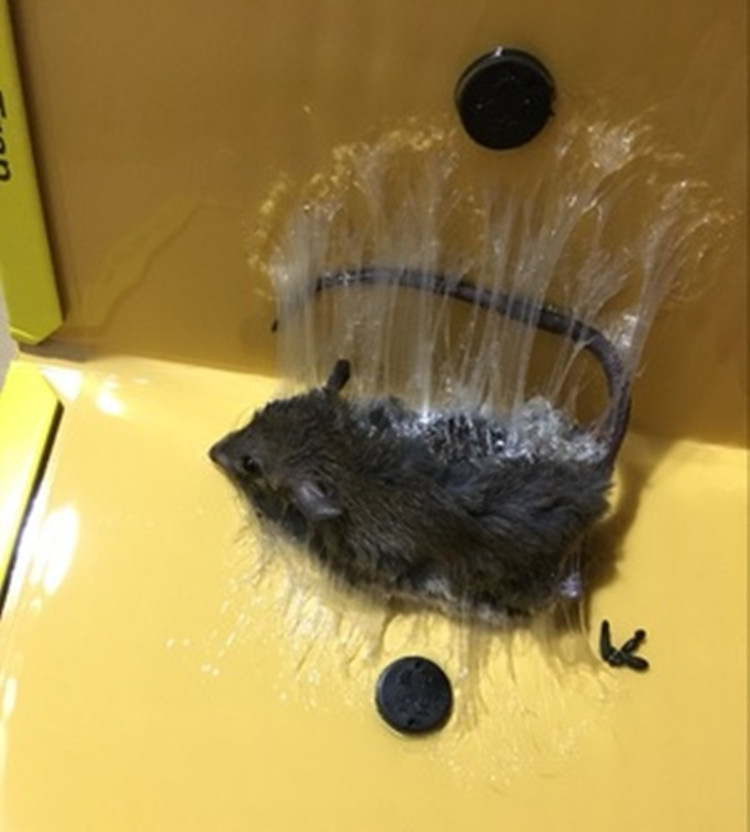 Giant Sticker Board Overseas Edition Super Glue Attract Rodent Trap