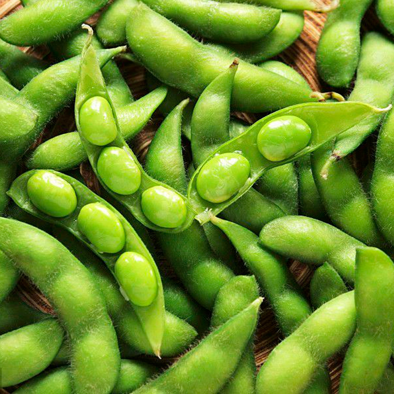 [High Germination] Edamame Seed Vegetable Seeds (not plants) Lazada PH
