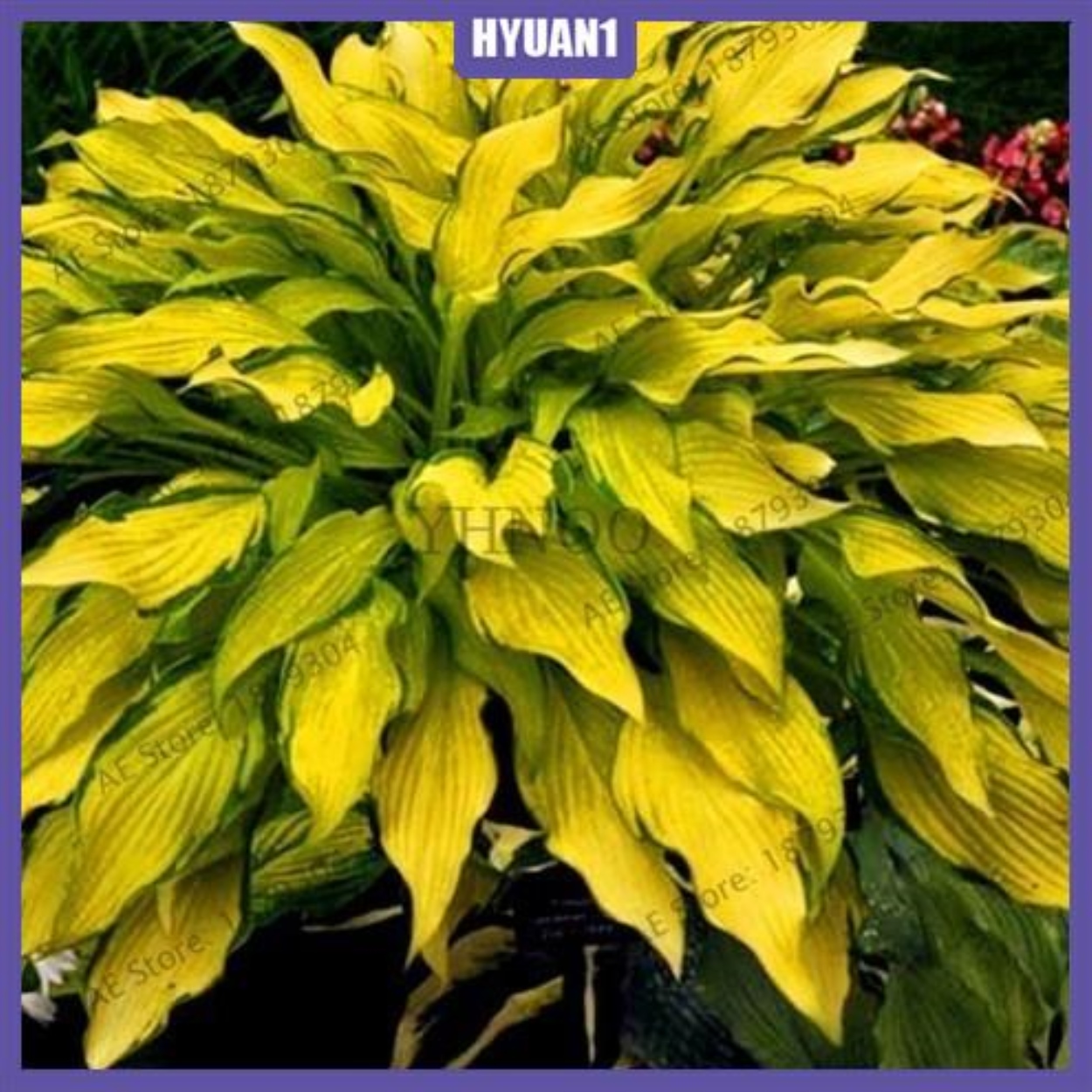 HYuan1 200 Pcs Hosta Plantaginea Seeds Fragrant Plantain Flower Fire