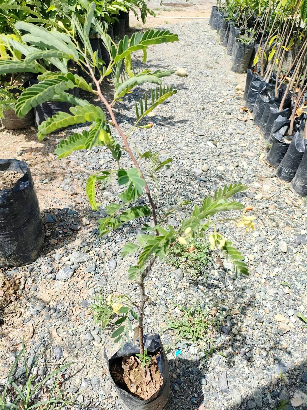 FRUIT BEARING TREES MAKOPA AND SWEET TAMARIND TREESROOTED STABLE