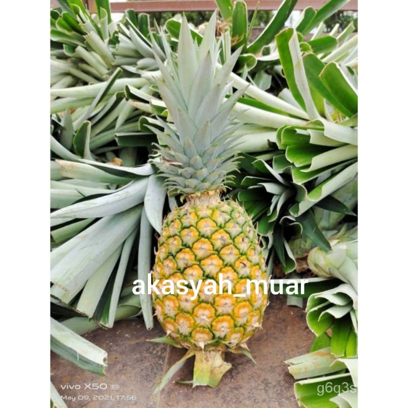 Spot seedsons pineapple seeds MD2/pineapple suckers 50 pcs seeds