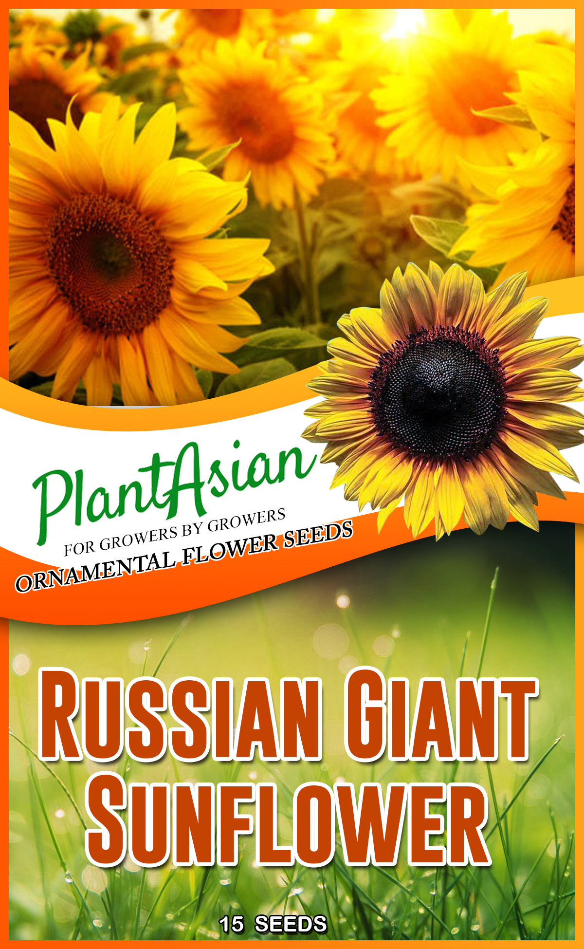RUSSIAN GIANT SUNFLOWER SEEDS Lazada PH