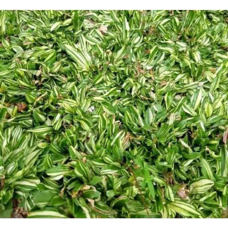 VARIEGATED FROG GRASS LAWN SEEDS SACRED GARDEN | Lazada PH