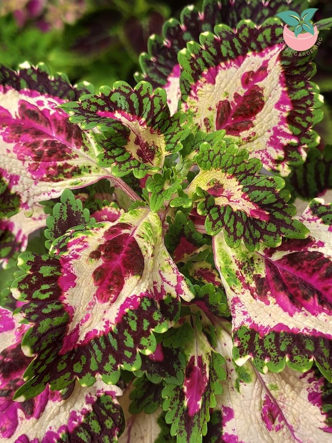 Mayana Coleus Peacock (Rare Mayana) with FREE plastic pot, pebbles and