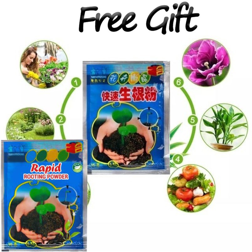 Quality Sweet Dwarf Papaya Seeds Organi Fruit Seeds for Sale Live