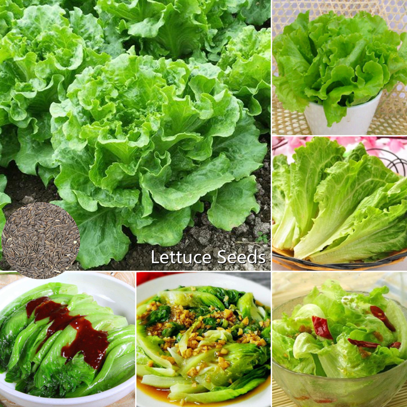 [Fast Germination]100pcs Lettuce Seeds for Planting Benih Sayur Sayuran