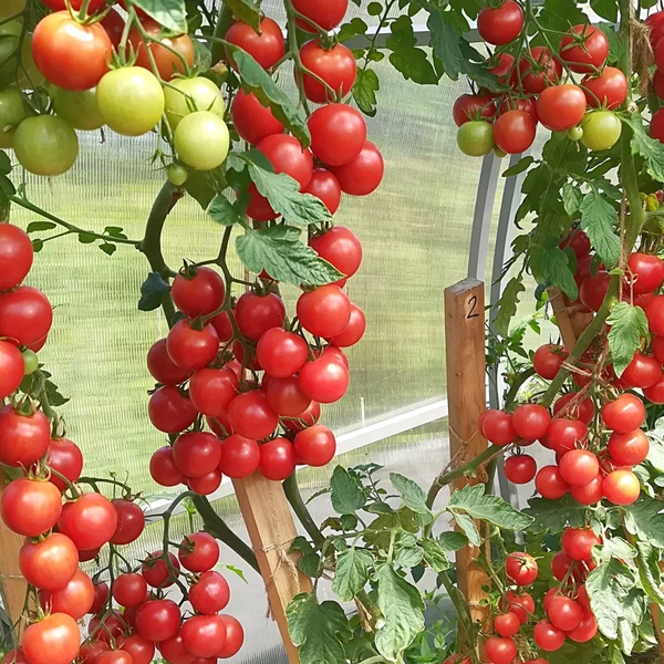 Red Grape Tomato Seeds - Sweer Grapes Tomato Seeds(It's a seed, not a ...