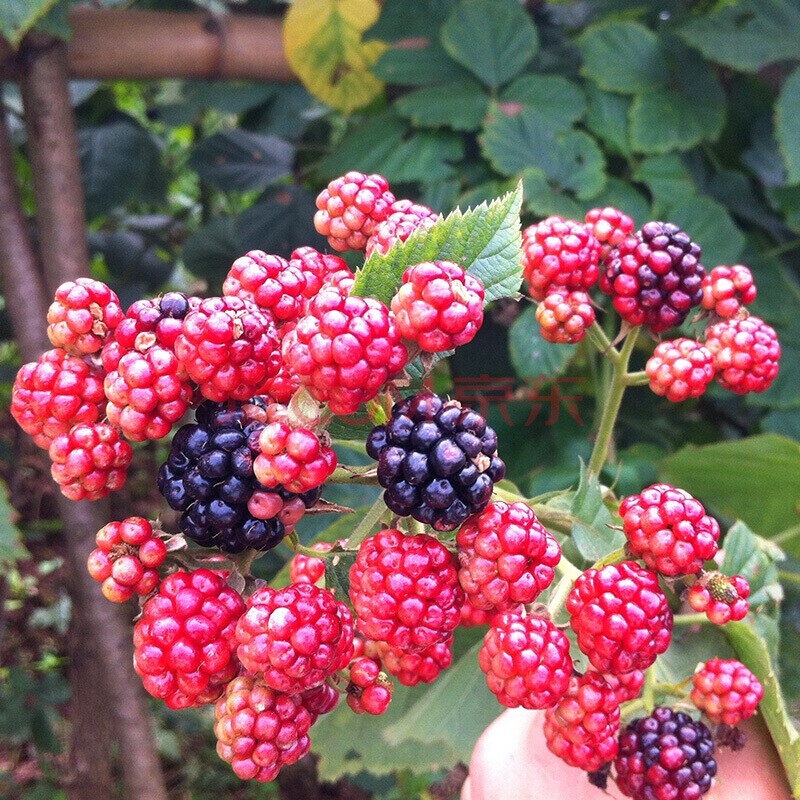 Good Quality Raspberry Plant Seeds High Germination Fruit Seeds for ...