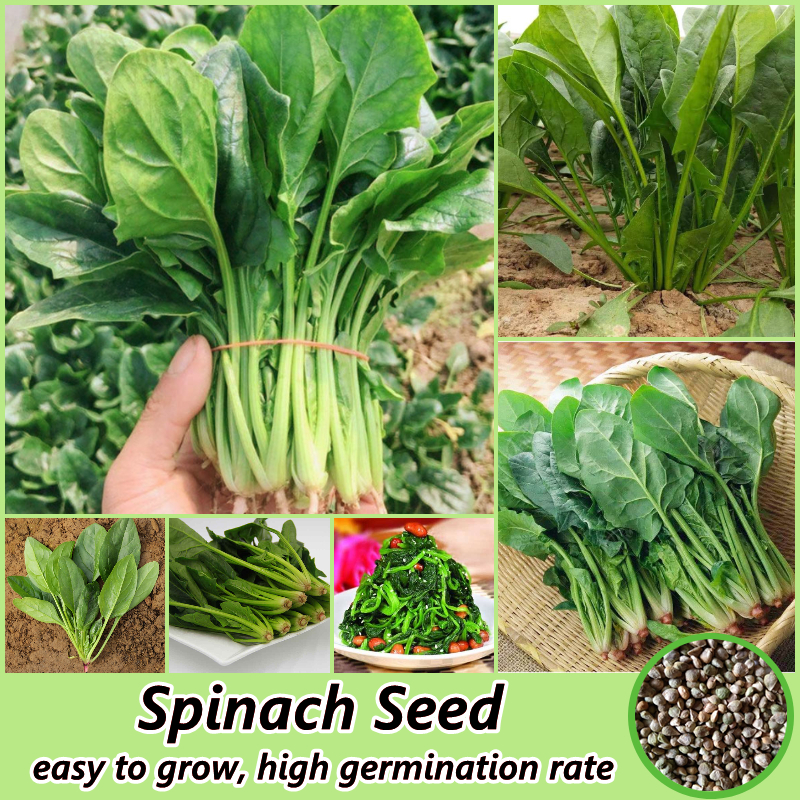 พร้อมส่งในไทย เมล็ดพันธุ์ ปวยเล้ง 150เมล็ด/ห่อ Spinach Seed Vegetable