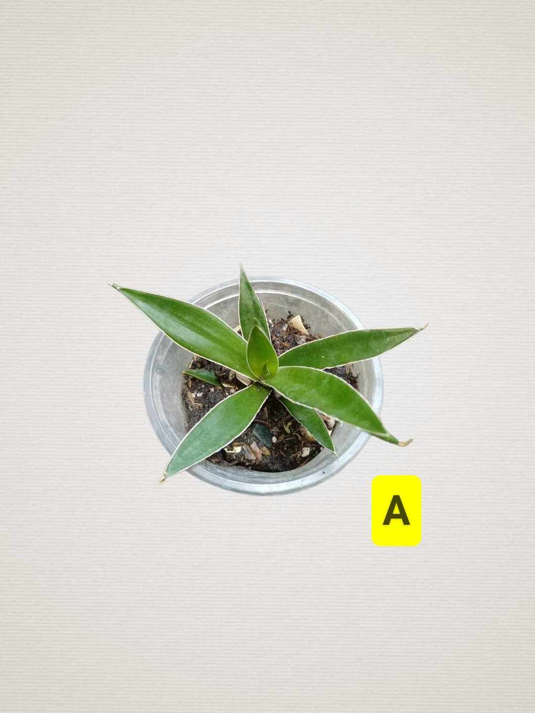 Sansevieria Bagamoyensis A Lazada PH