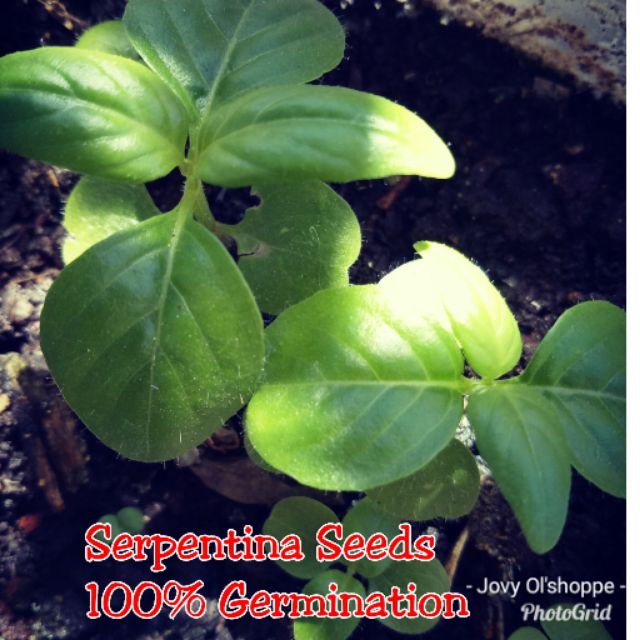 Serpentina or King of Bitter Seeds Herbal Plants Lazada PH