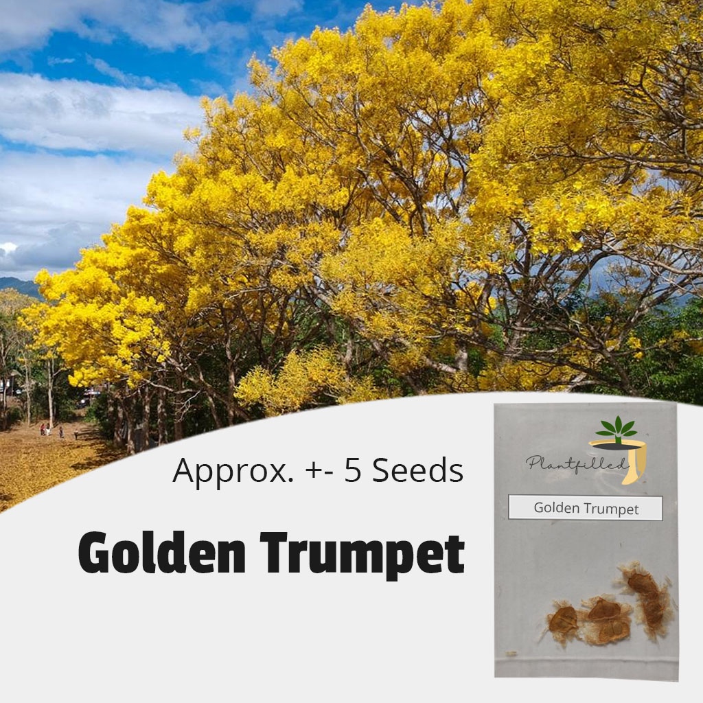 [Plantfilled] Golden Trumpet Tree Seeds for planting Trees Approx