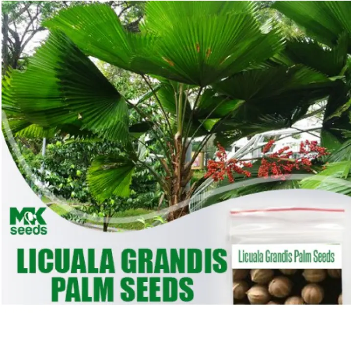 Licuala Grandis Palm Seeds 8 Seeds Lazada Ph