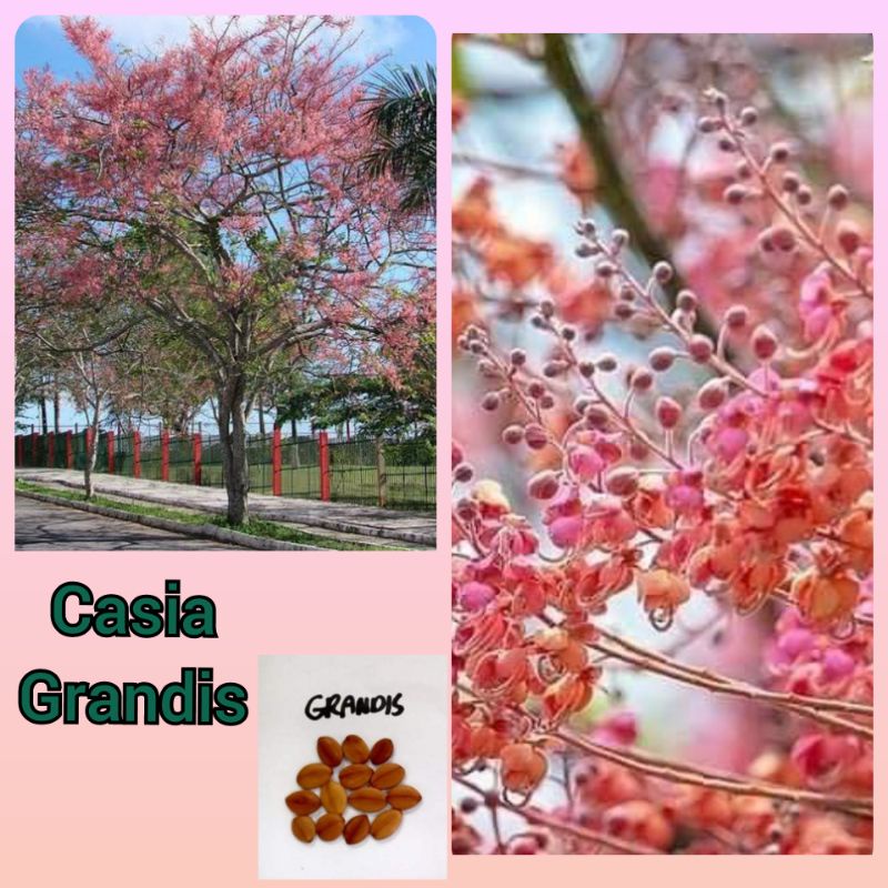 Palawan Cherry Blossom Lazada PH