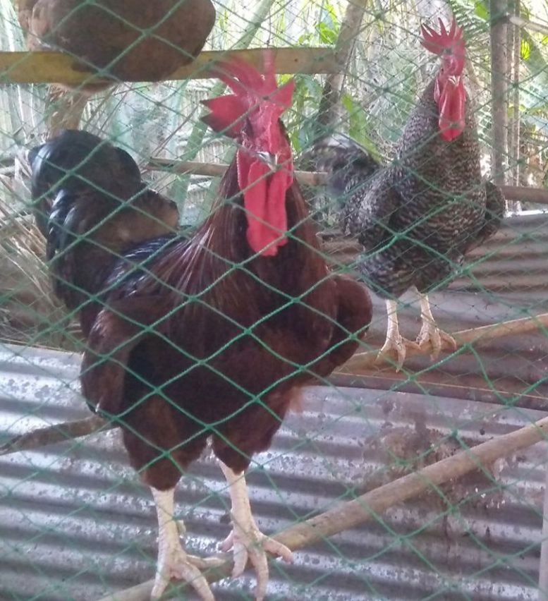 Rhode Island Red, Black Australorp, Blue Australorp, Splash Australorp 