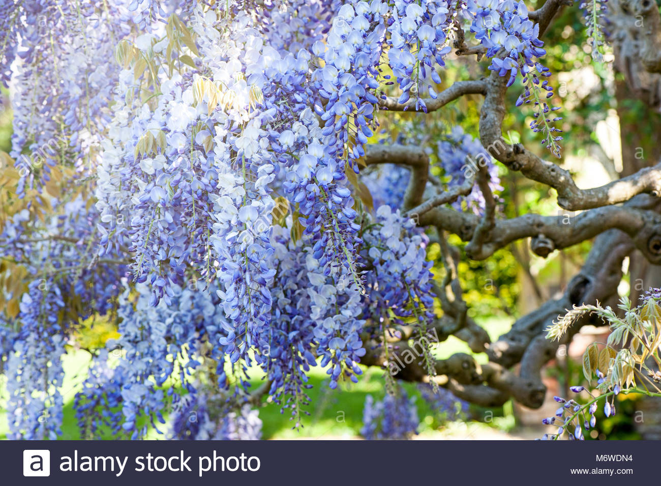 Bonsai Wisteria Mixed Colors Flower Tree Seeds Lazada Ph