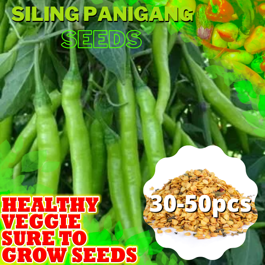 SILI PANIGANG / Siling Haba / Hot Pepper Green / Bicol Express Chili ...