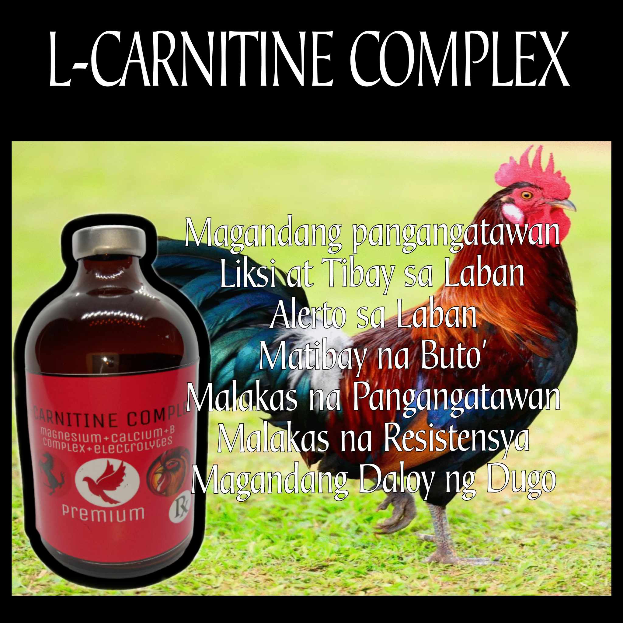 L carnitine with b complex gamefowl and pigeons L-Carnitine B-Complex Liquid  Supplement Red Orange Poultry And Pet Supplement Thailand-Made  All-Life-Stage Animal Supplement - Lazada | Lazada PH