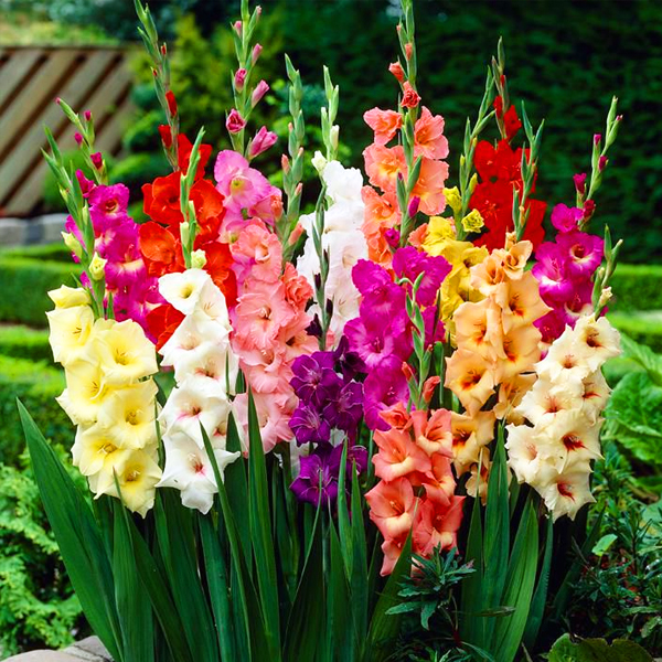 Gladiolus Corms Gladioli Corms Gladioli Bulbs Pastel, Bright Mix