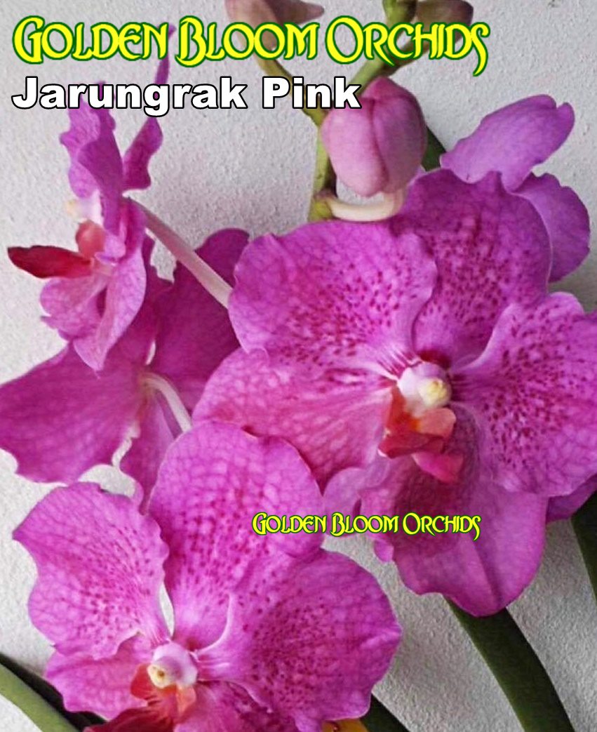 Erotik hikoyalar va rasmlar Porno bilan eshak kamming tranny