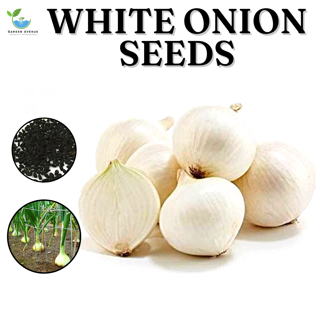 SULIT PACK! WHITE ONION SEEDS (10PCS SEEDS) FOR PLANTING/FARMING